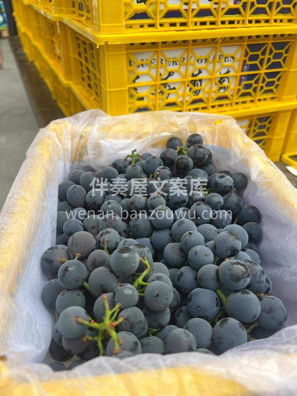 蓝莓熟啦🍇是‮萄葡‬出了‮还轨‬是蓝莓劈 配图3