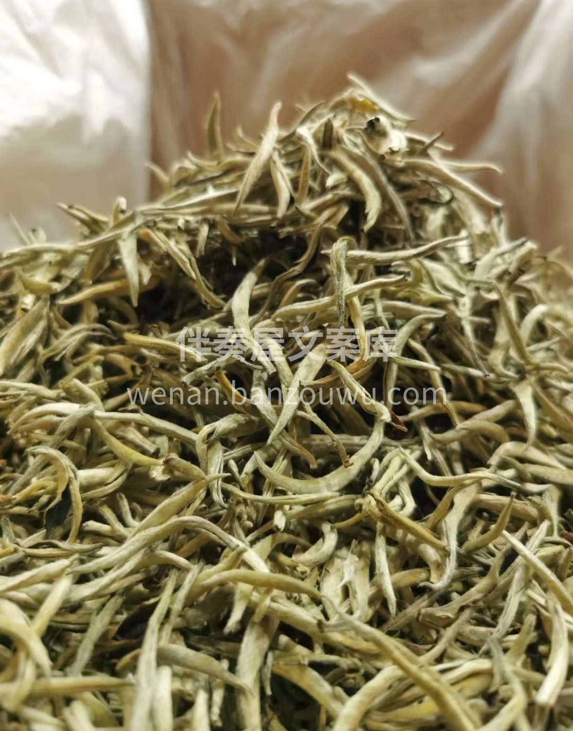 🌿 云南大白芽，滇地春山的清润馈赠。白毫 配图1