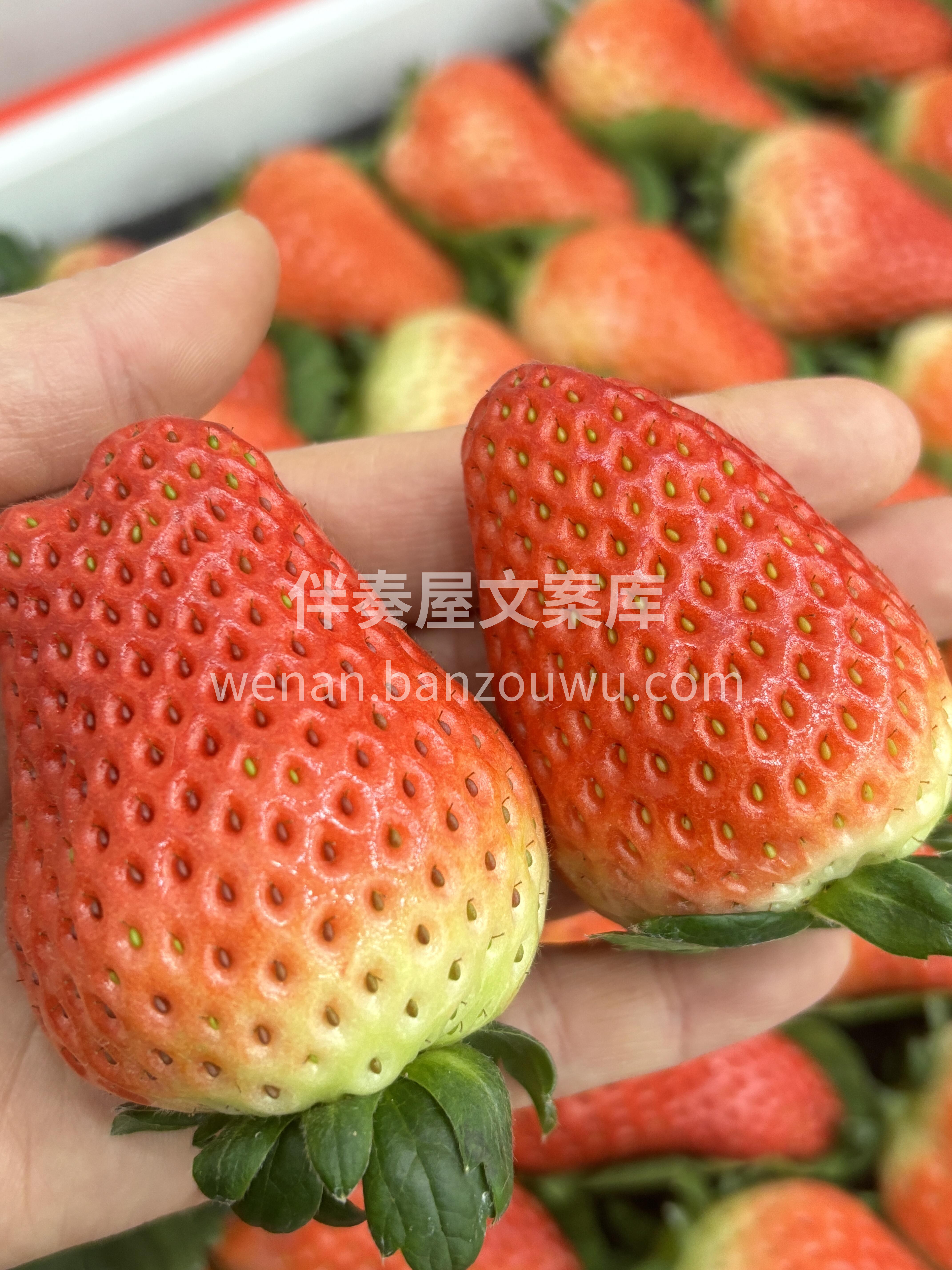 红颜草莓🍓 是永不枯萎的冬日玫瑰 是两情 配图2