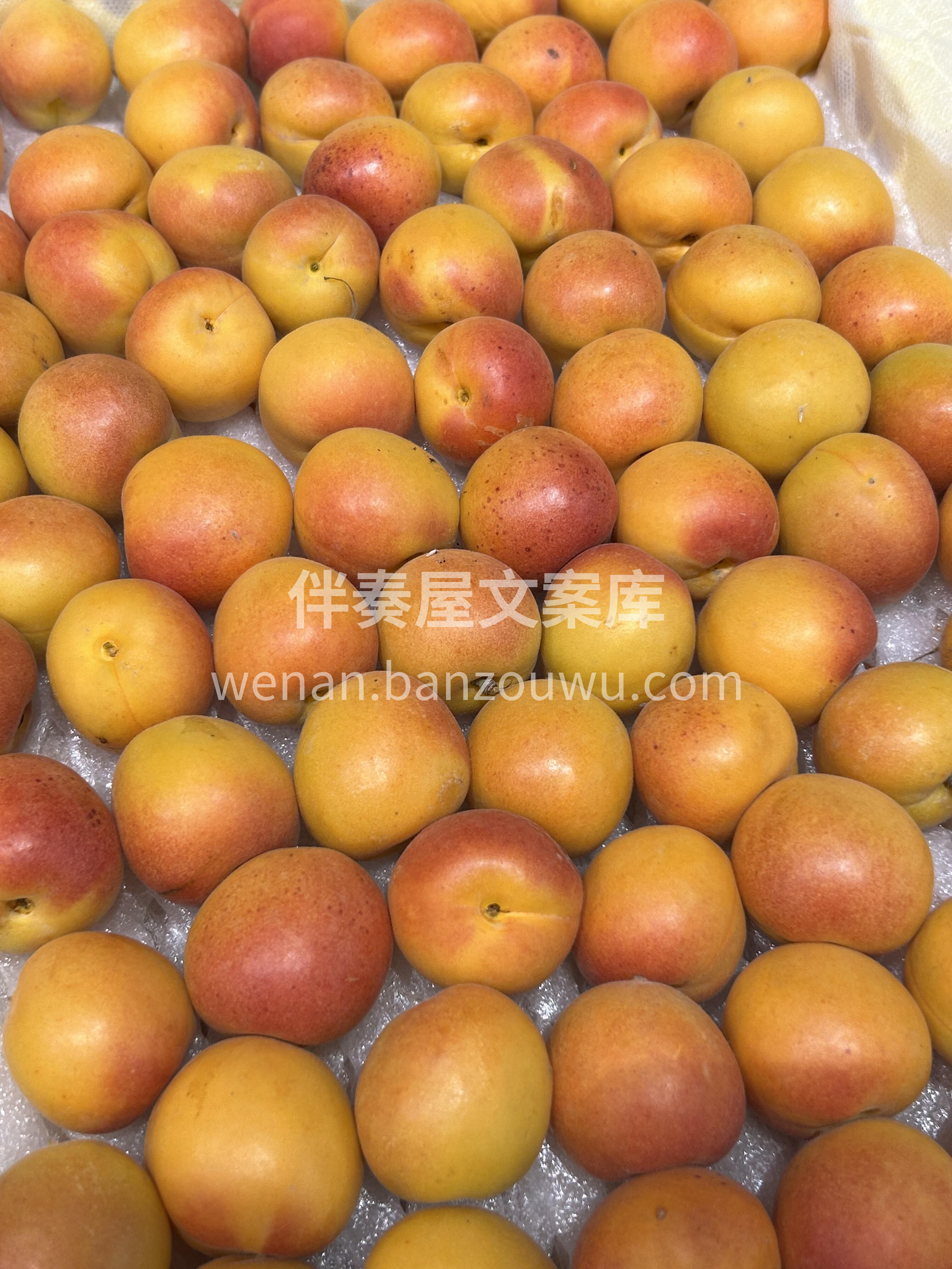 吊干杏，又称“🌳树上干杏” 由于它熟后不 配图2
