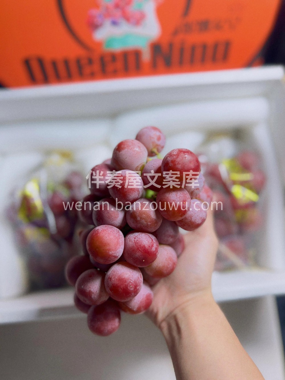 💚Queen Nina（妮娜女王）红晴王 配图2