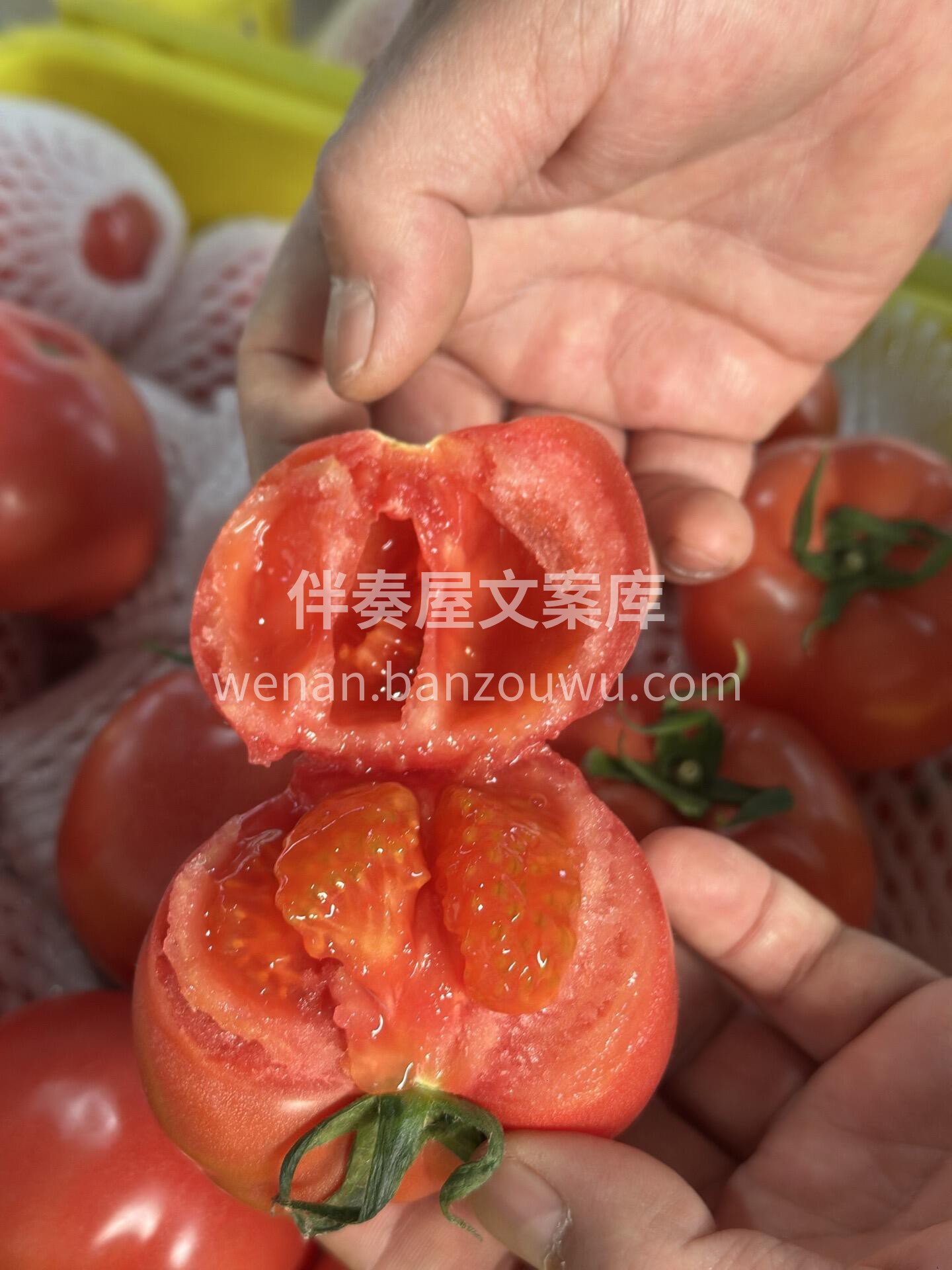 🍅普罗旺斯西红柿🍅 一掰两瓣，沙瓤汁多💦 配图1