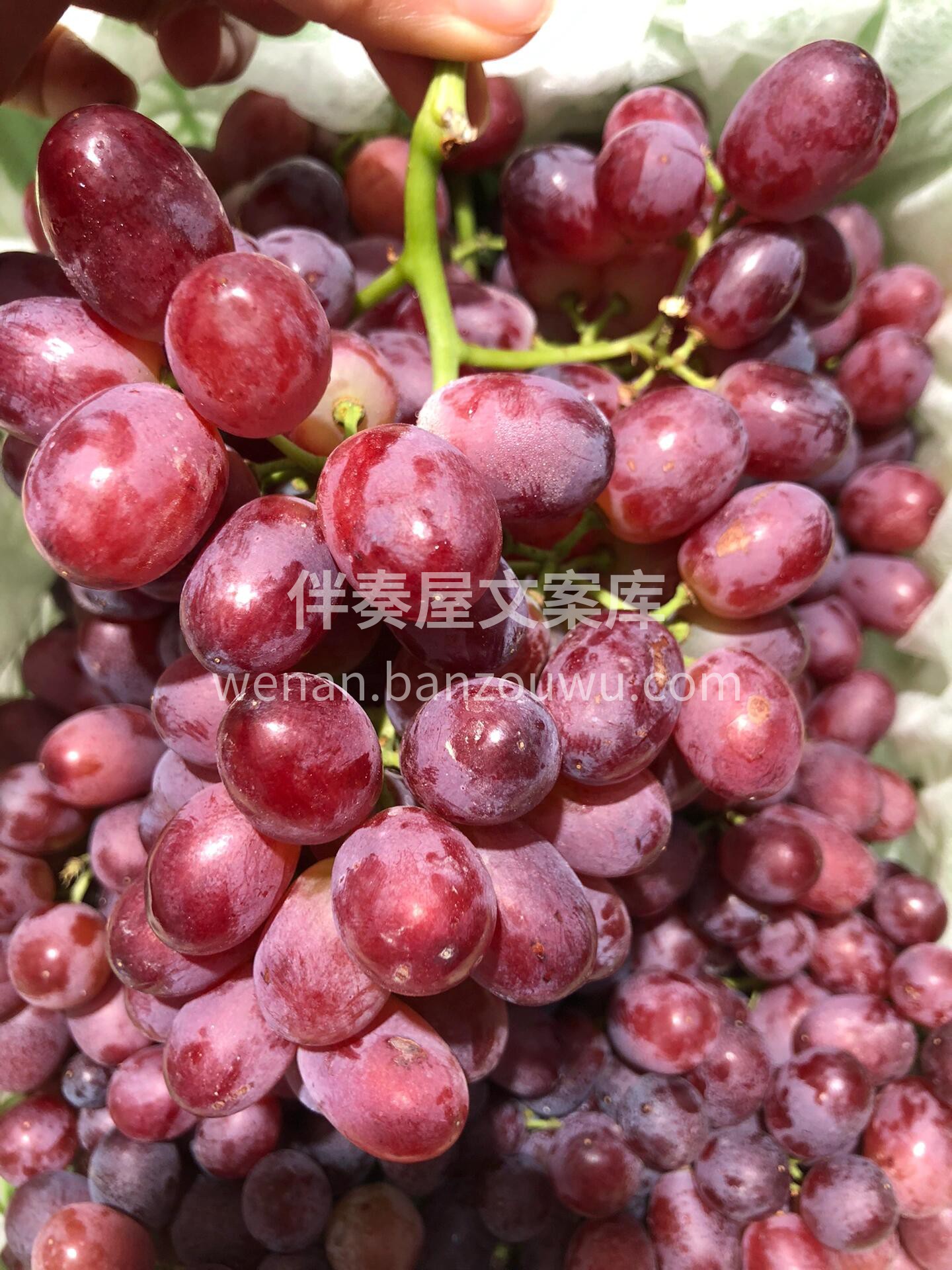🍇澳洲🇦🇺无籽提😋 ☀️澳洲充沛的阳光打 配图2