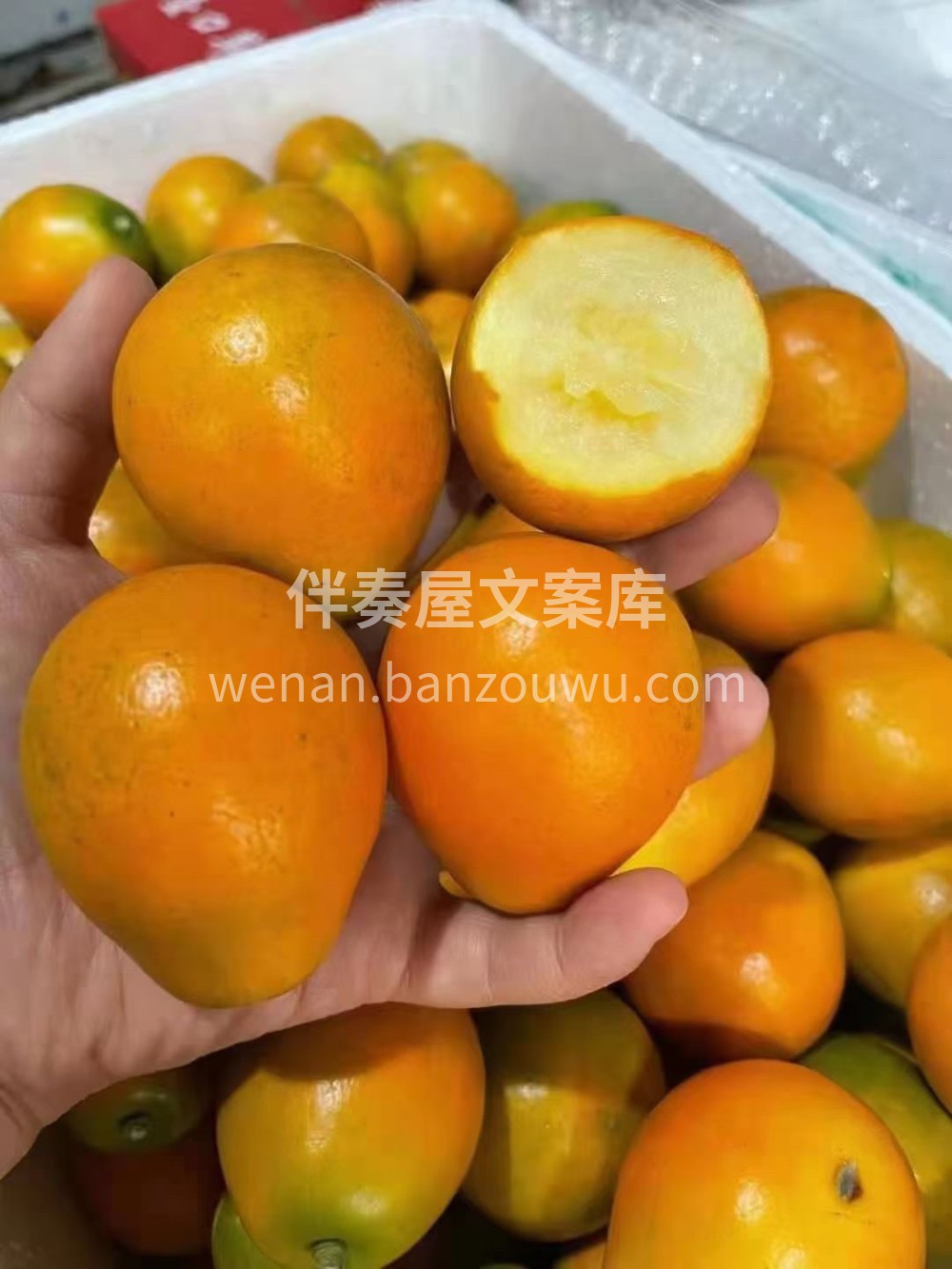 脆蜜金桔🍊，过年礼盒装🎁🎁真正的田间地头 配图1