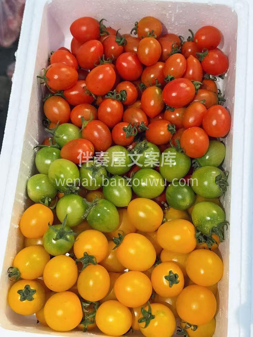 三色番茄🍅给你不一样的好心情每个颜色都治 配图3
