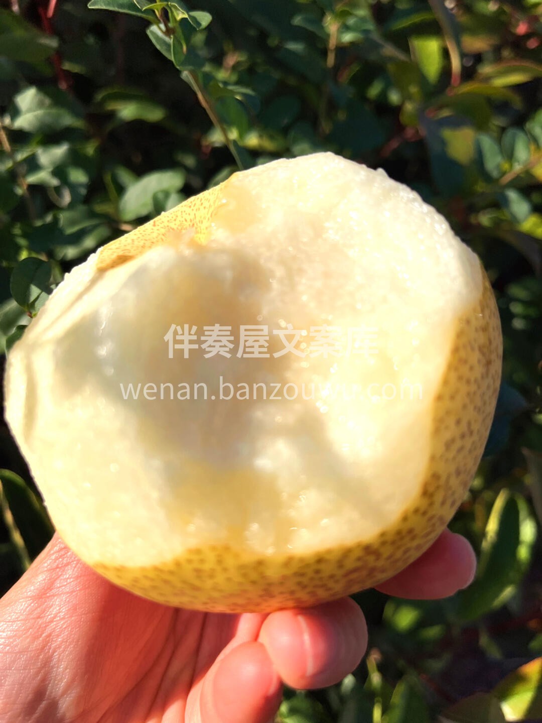 秋冬养肺❤️多吃梨👍 ☘食一颗砀山酥梨🍐 配图2