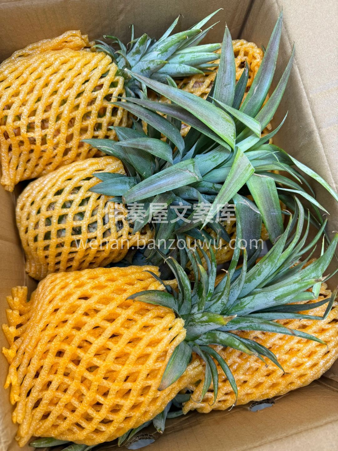 🍍【春日热带风情感拉满‼️凤梨甜爆啦】  配图3