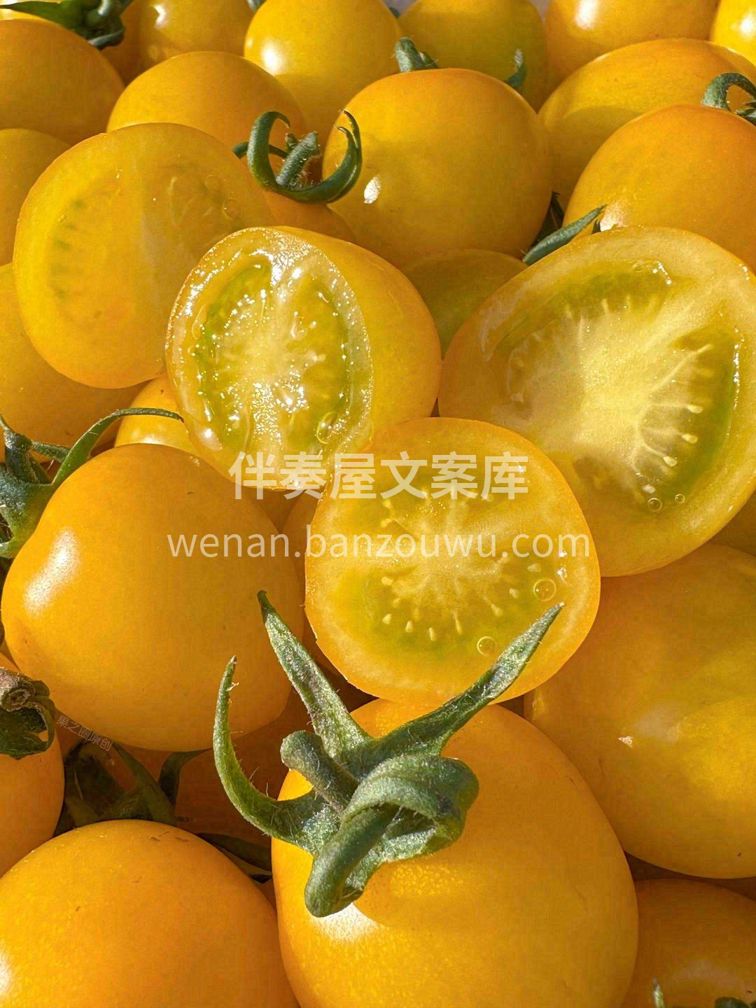 小番茄个头虽小，果浆却不少🌊🌊! 脾气还 配图1