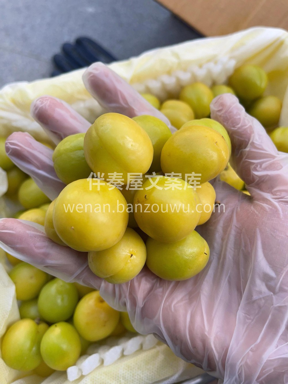 🍃新疆轮台小白杏✨甜如蜂蜜🍯保你吃上停不 配图3