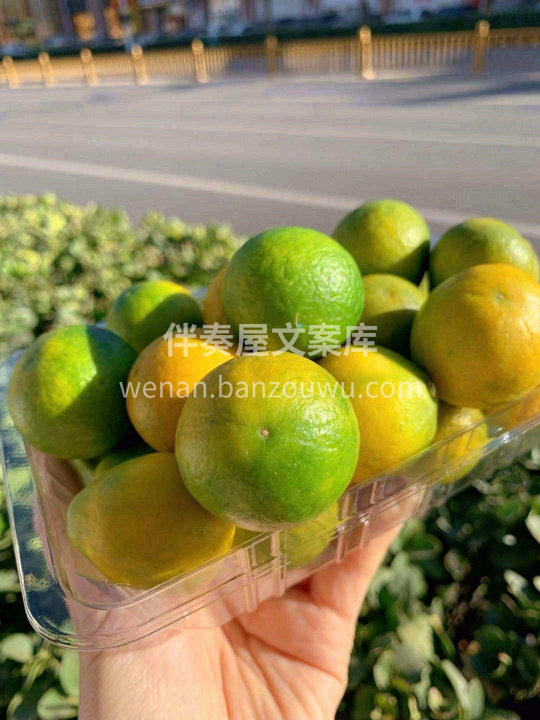 冰糖心脆皮金桔，又甜又多汁🌊。 一口下去 配图1