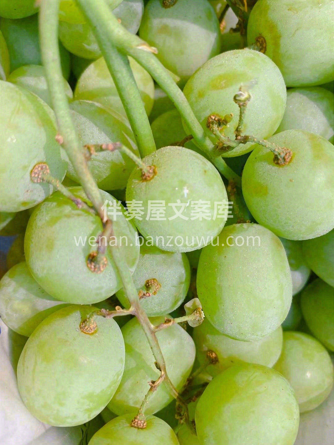 入口一咬有表皮包裹的微弹感💥，然后“BO 配图1