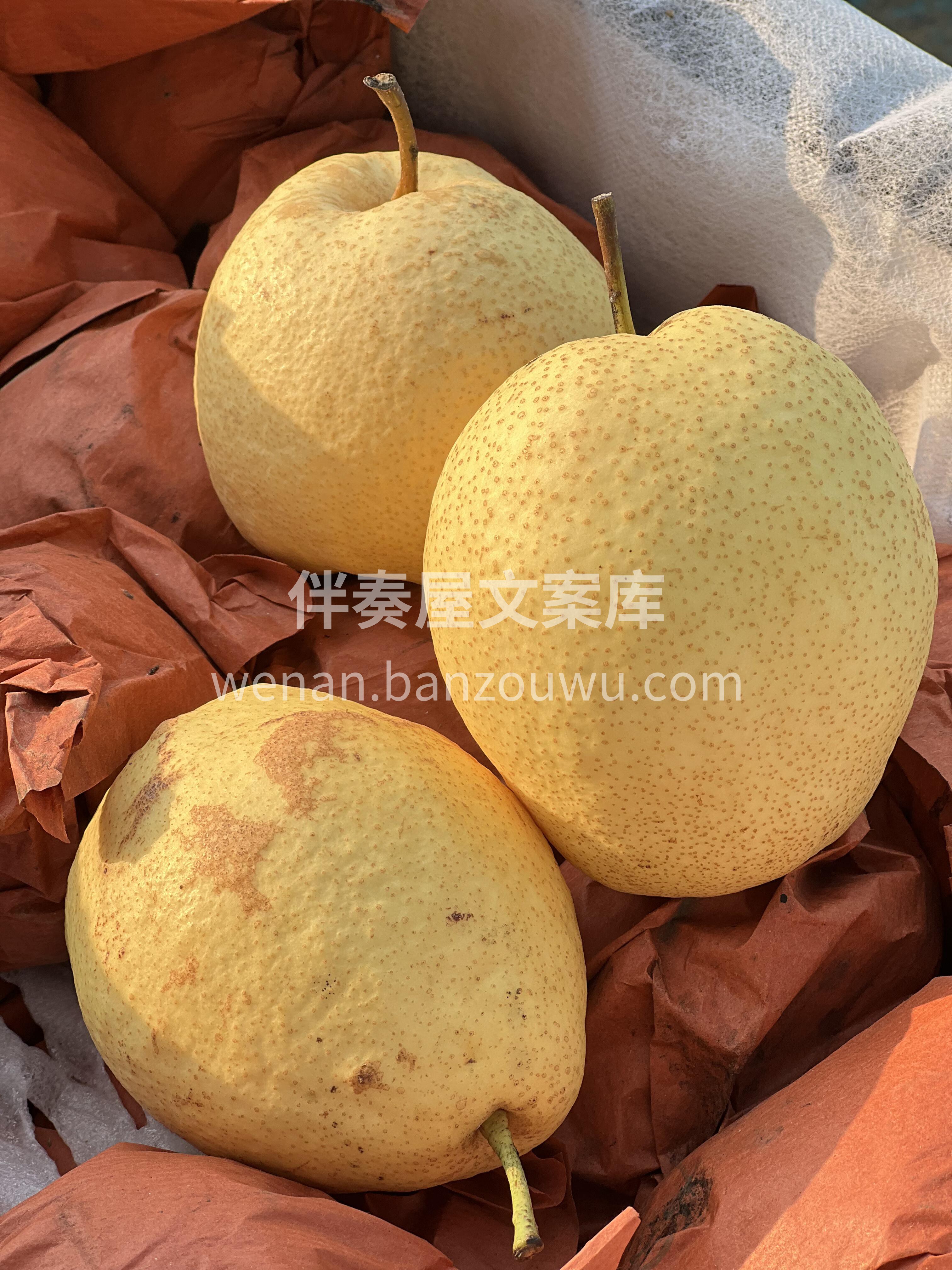 秋川甘玉🐝蜜蜂梨 气候“燥”，一定要尝尝 配图2