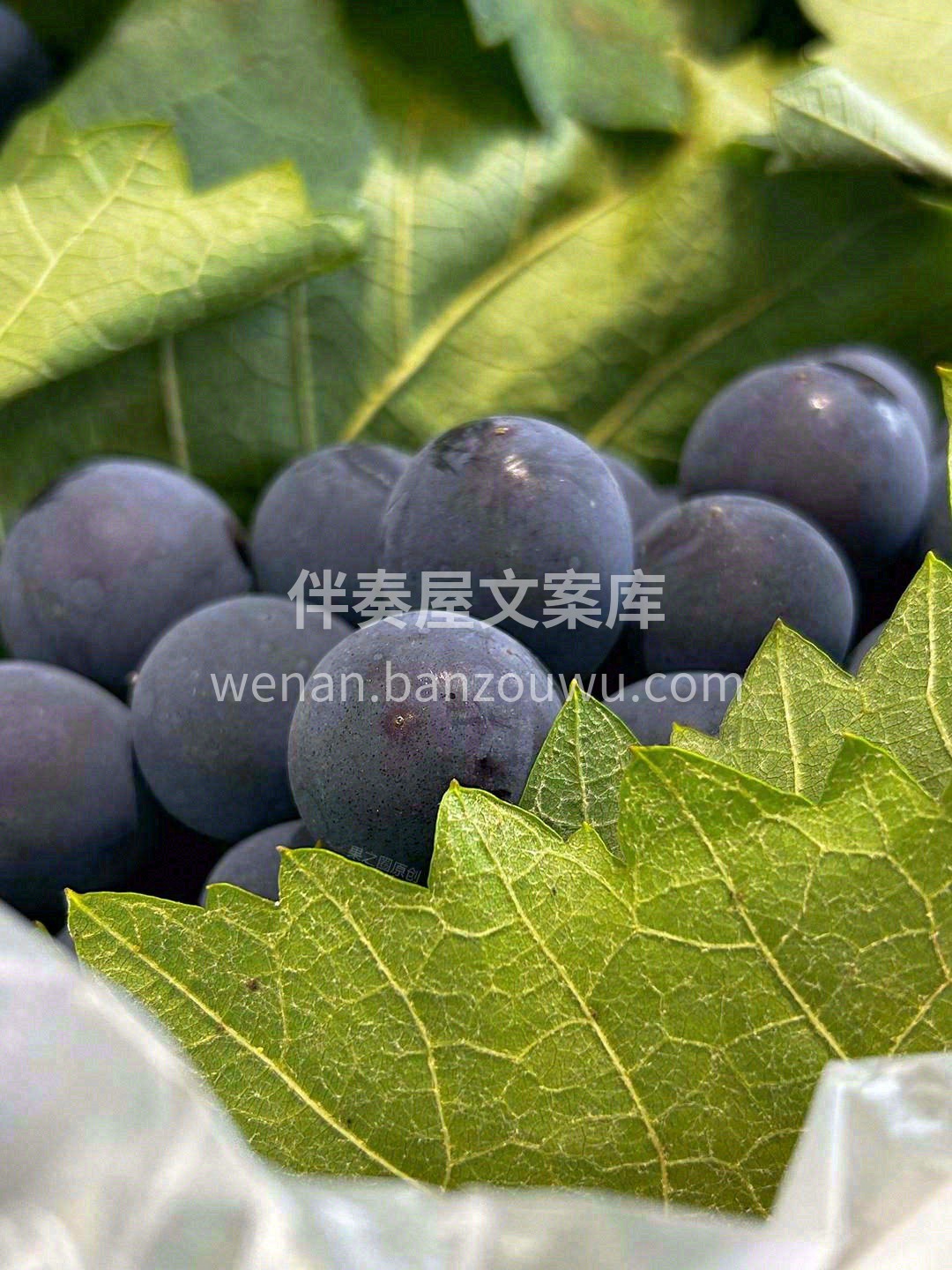 这个季节葡萄届的标杆🖤 超甘巨峰，甜度高 配图1