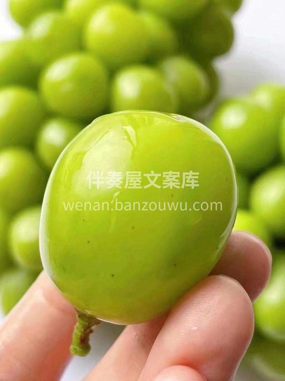 🍇【超大果超爆汁‼️阳光玫瑰葡萄来啦】  配图1