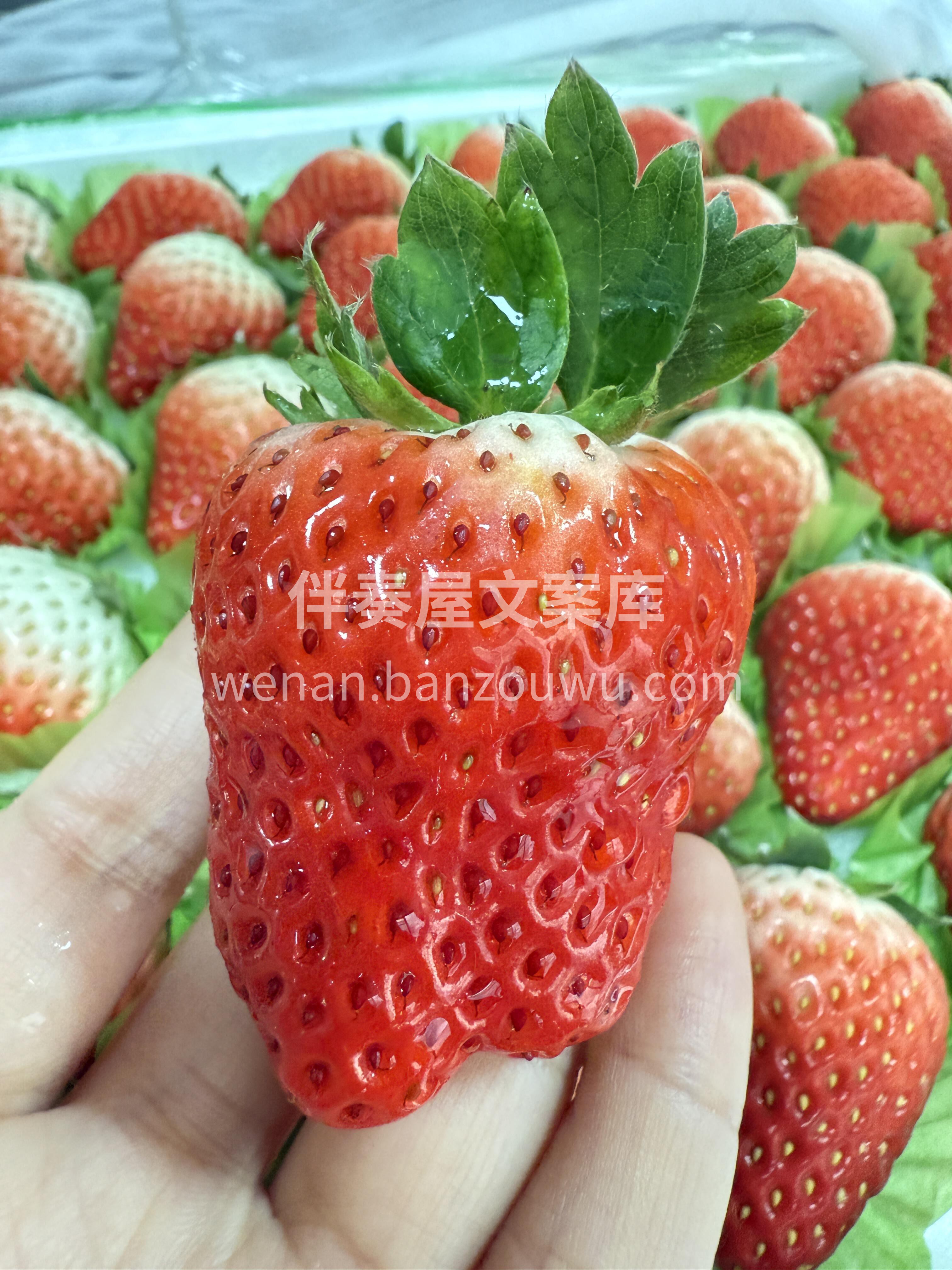 ✨红颜草莓尾季抢鲜！ 红艳饱满香气浓🍓  配图2