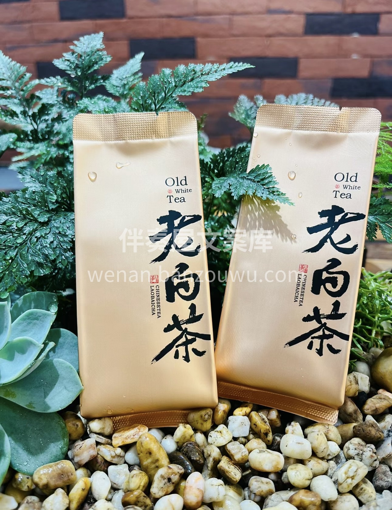 品老白茶，悟岁月情。历经沧桑，陈香悠然。 配图3