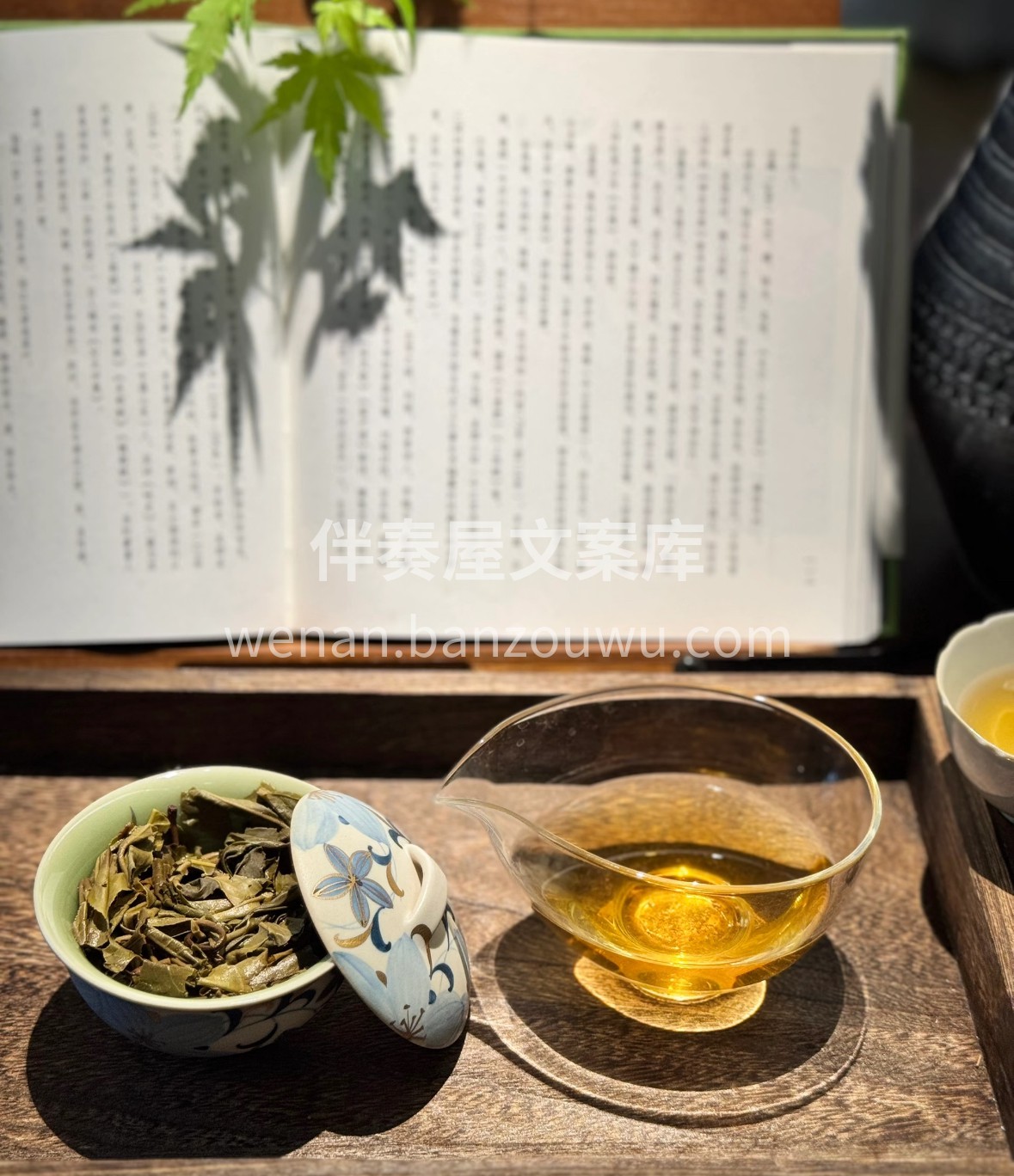 一盏贡眉🍵，清甜如泉。白毫微展，杏黄的茶 配图2