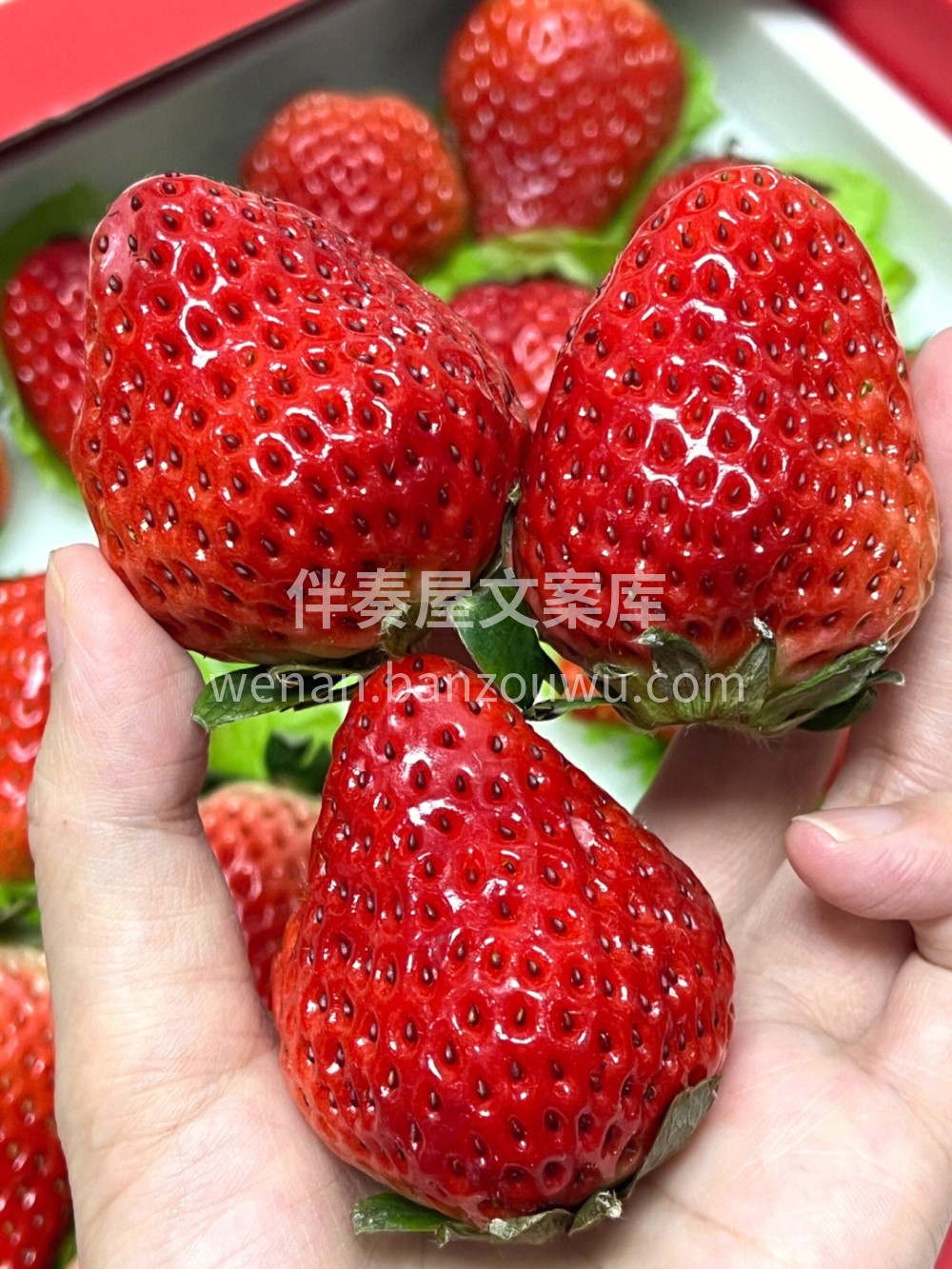 丹东草莓🍓一打开包装草莓的清甜混着奶香味 配图1