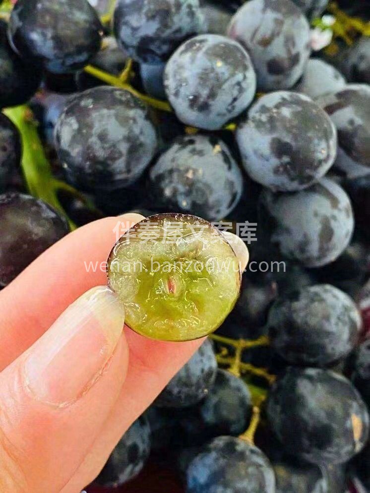 🍇小小的葡萄，大大的营养👍 好葡萄，多汁 配图2