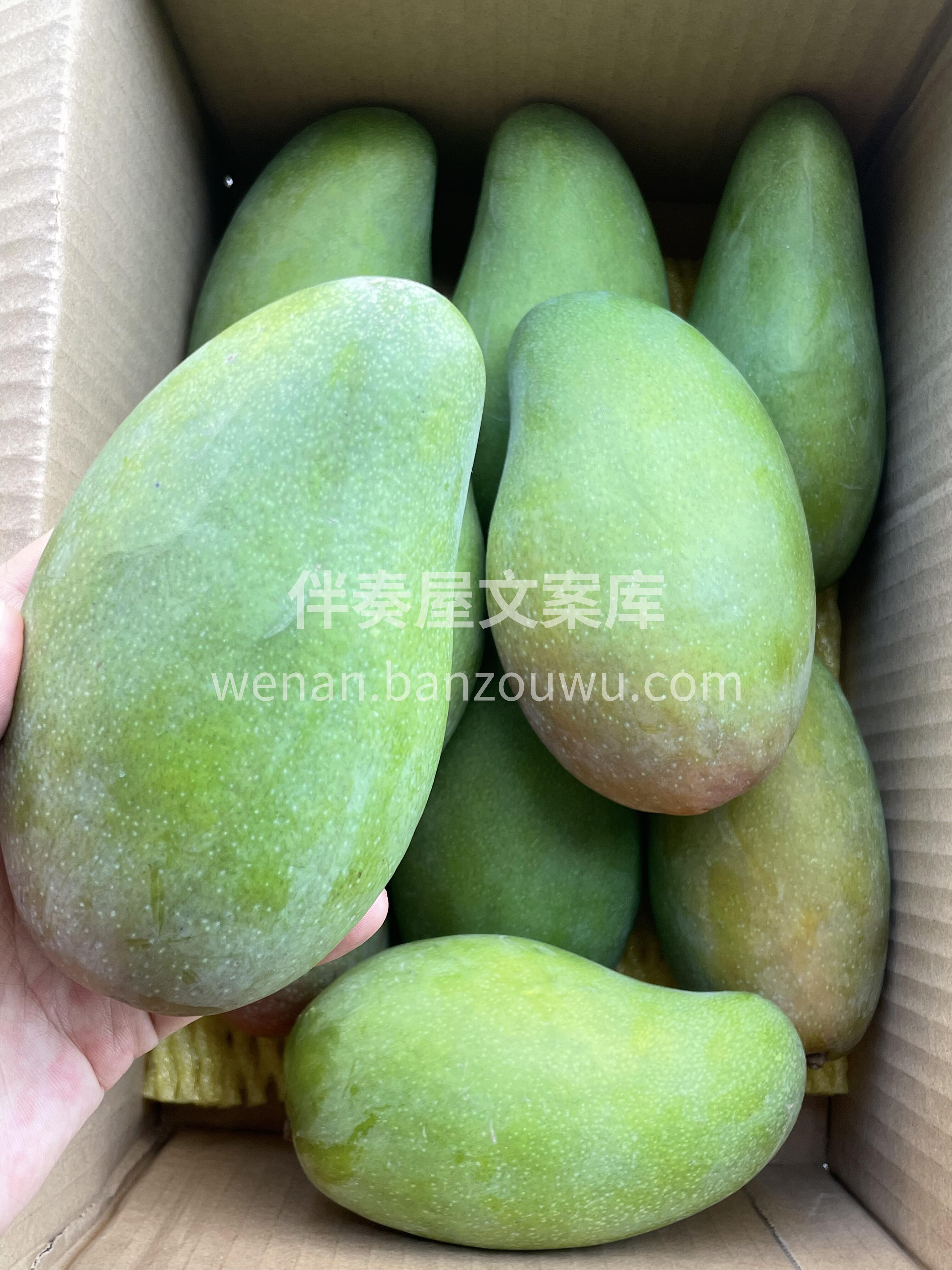 🔥芒果之乡百色🌹金煌芒🥭 芒果界的“高富 配图3
