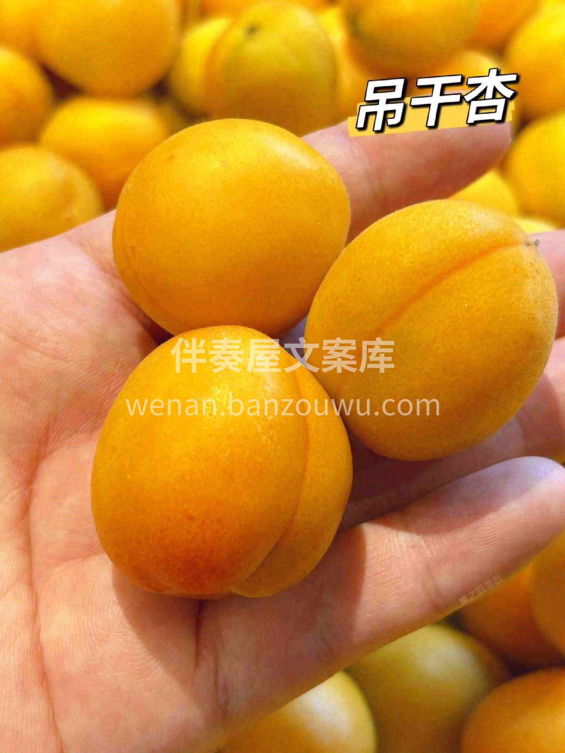一口吊干杏，从牙甜到腰🍭 经历20℃的温 配图2