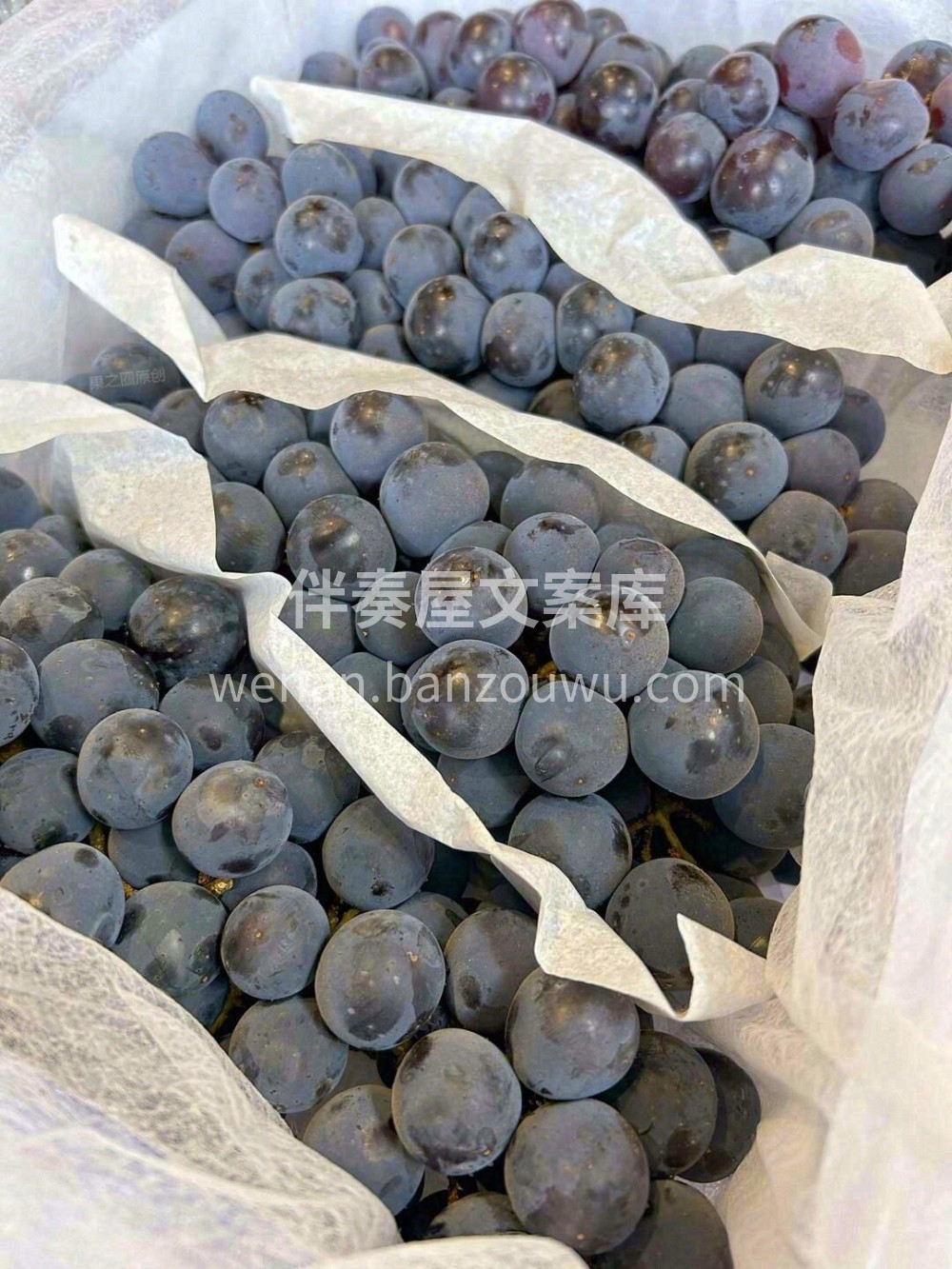 【云南 夏黑葡萄】🍇葡萄中的极品👏 ，粒 配图1