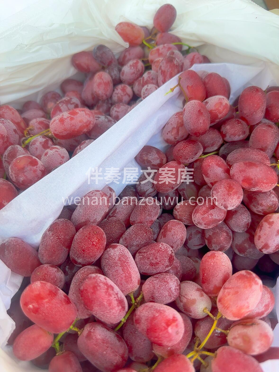 无籽红提🍇硬货到位👏 哪一颗都是嘎嘣的脆 配图2
