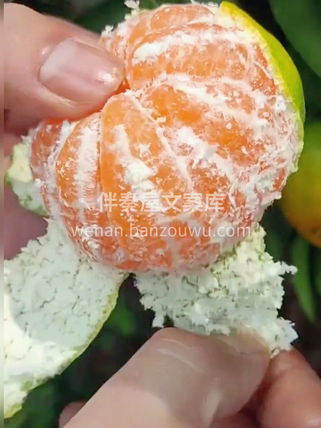 青皮喷溅出来的汁水💦， 像雾气一样在空气 配图1