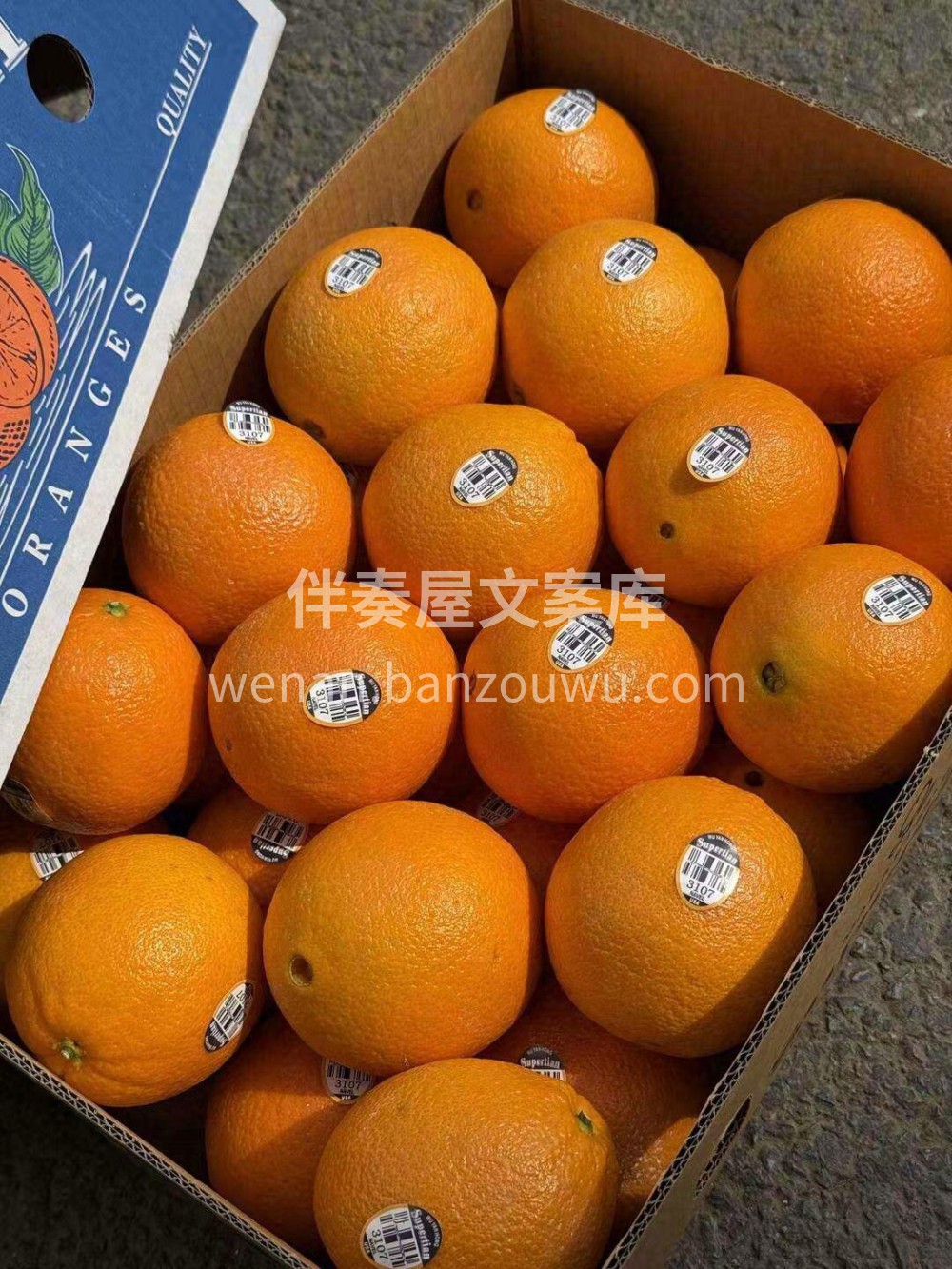 🌈【新‮士奇‬黑标橙】被阳光🌤亲‮吻过‬ 配图2