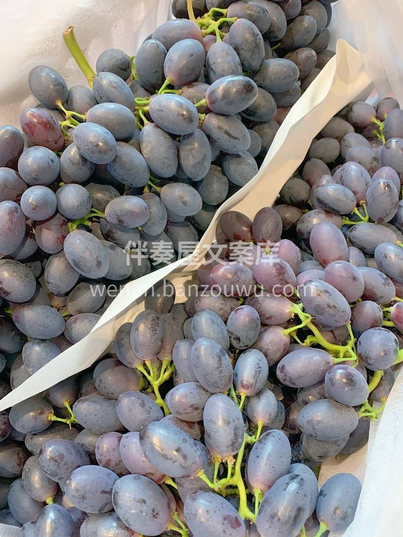 🍇紫甜葡萄很美的名字 跟它的外表也是极为 配图3