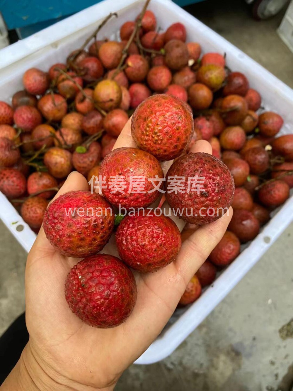 当季热卖🔥黑叶荔枝🍓肉质脆嫩，饱满多汁👍 配图3