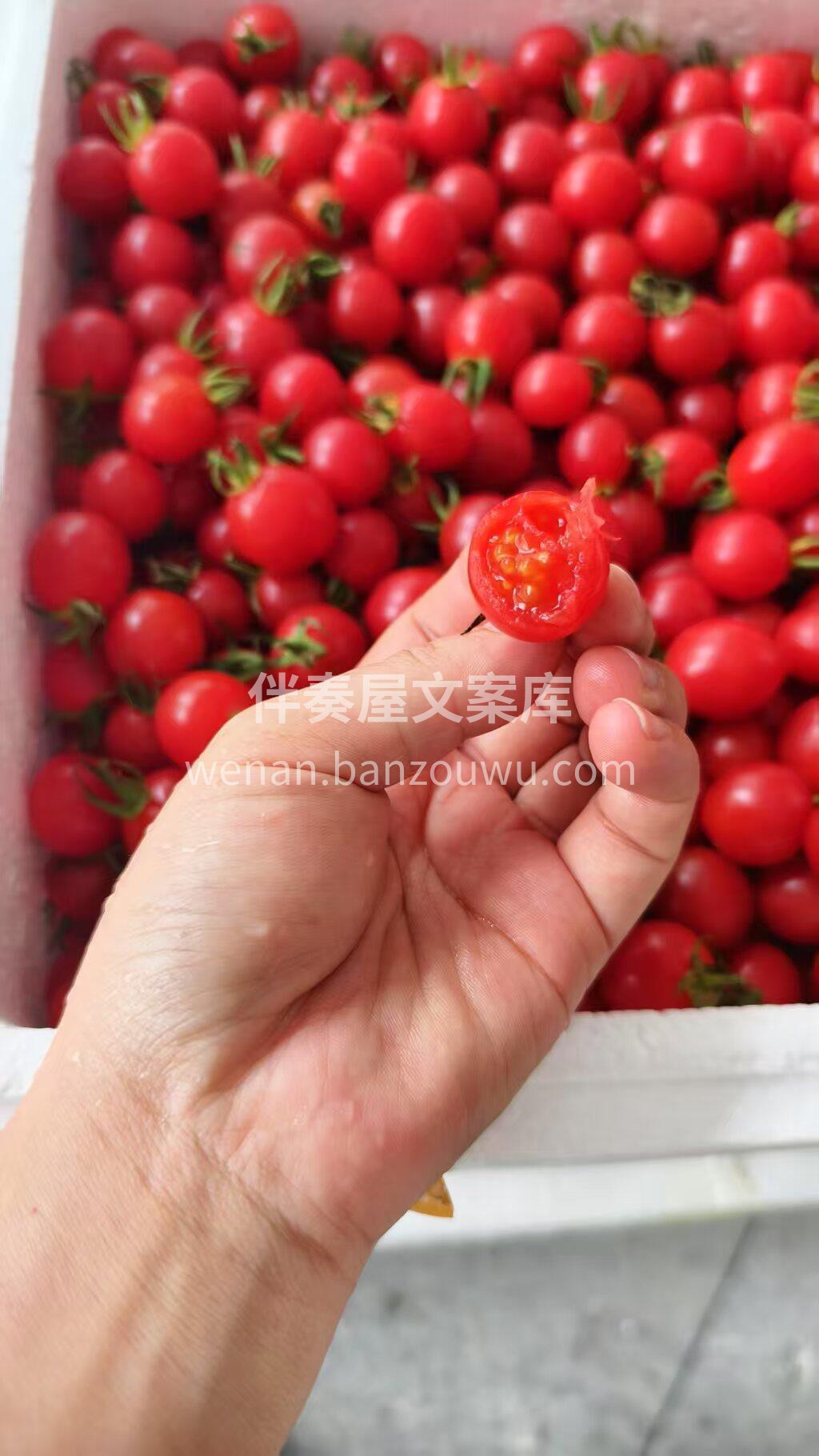 玲珑千禧🍅小可爱继续新鲜到货喽 与普通小 配图2