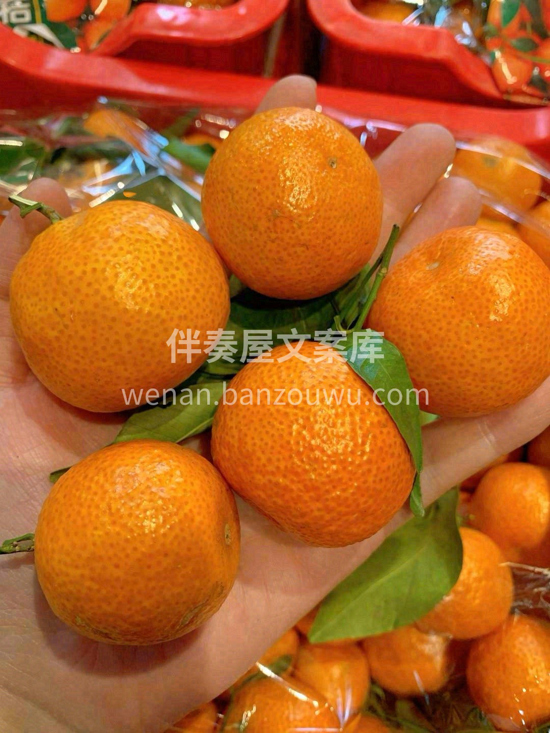 正宗沙糖桔🍊 好吃纯甜不涩口！一点儿酸都 配图3