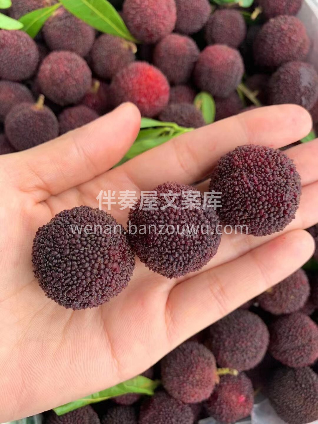 口水止住🤤🤤 大大的杨梅来啦💜 娇嫩饱满 配图2