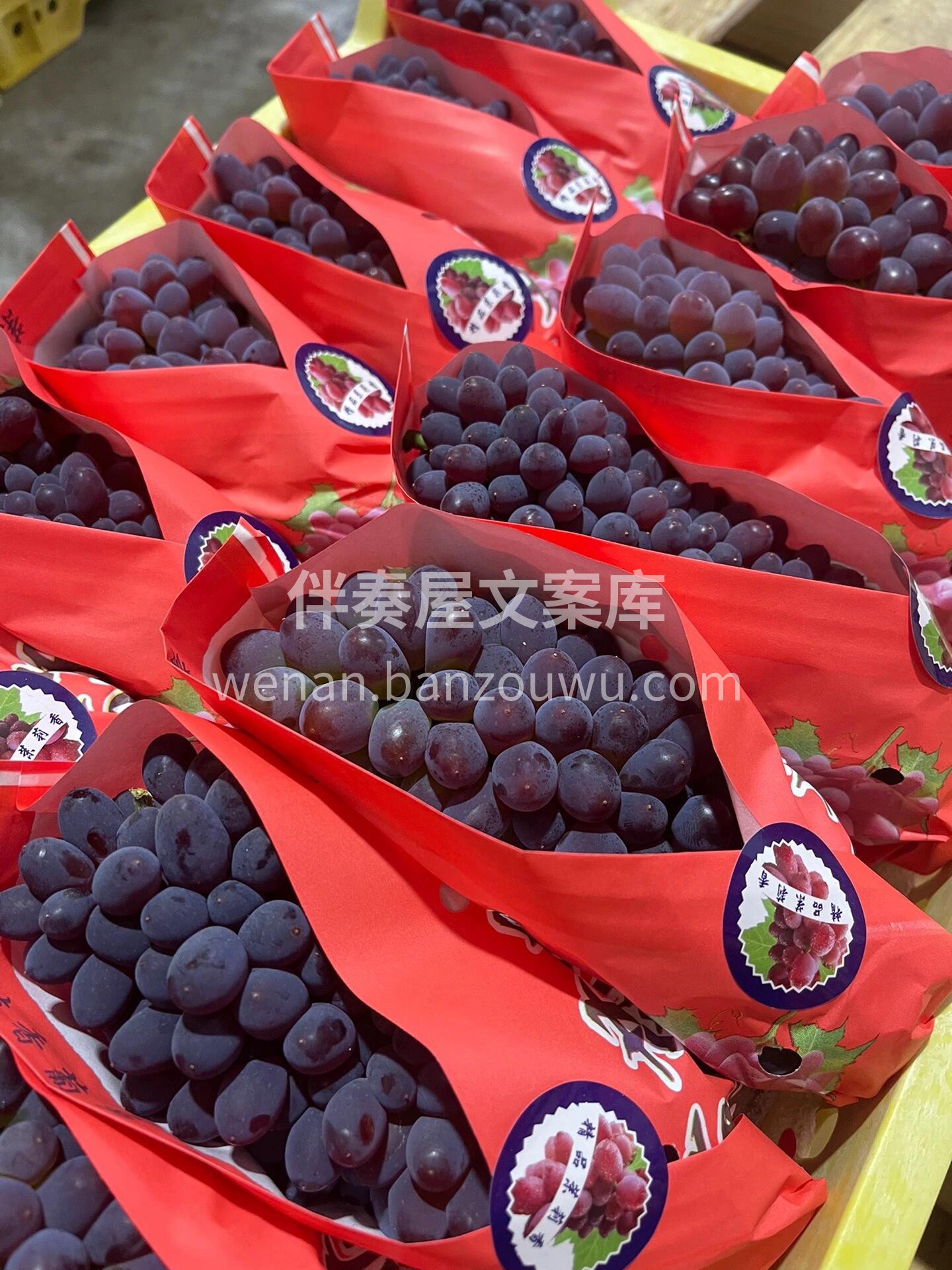 今日推荐❤️茉莉香葡萄🍇 微风拂过，仿佛 配图3