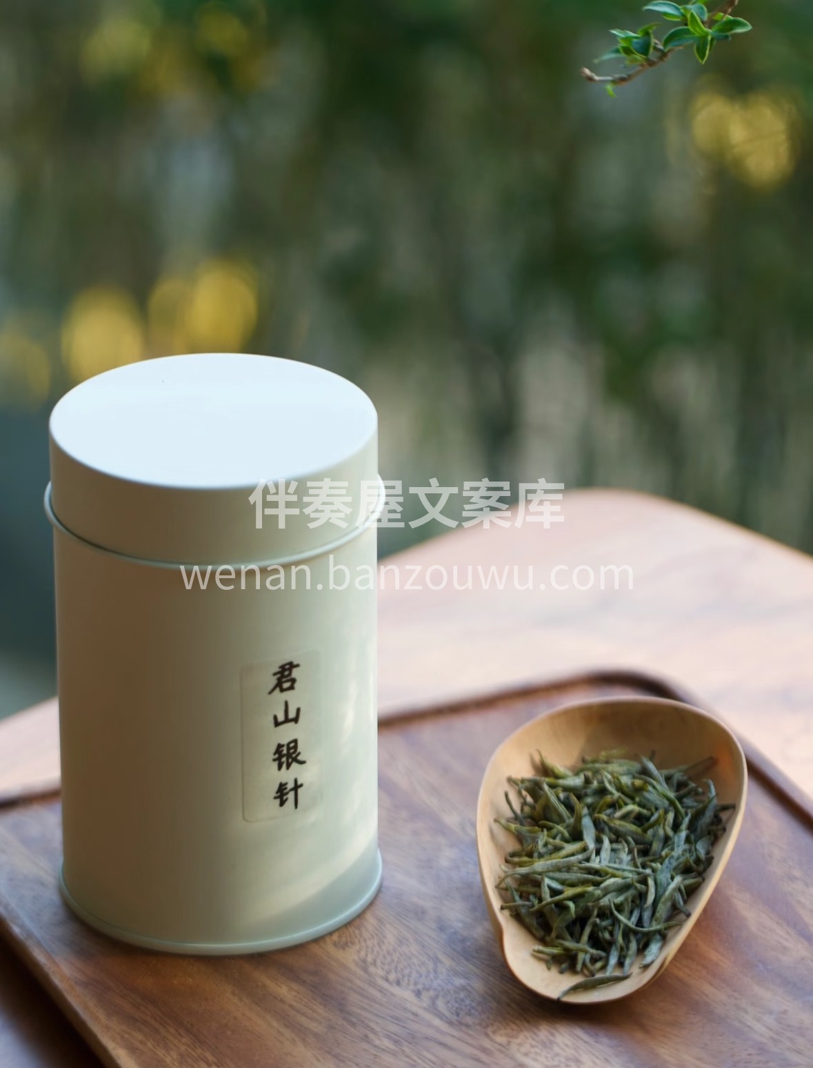 晨露凝尖，银毫满披。杯中君山银针缓缓挺立 配图1
