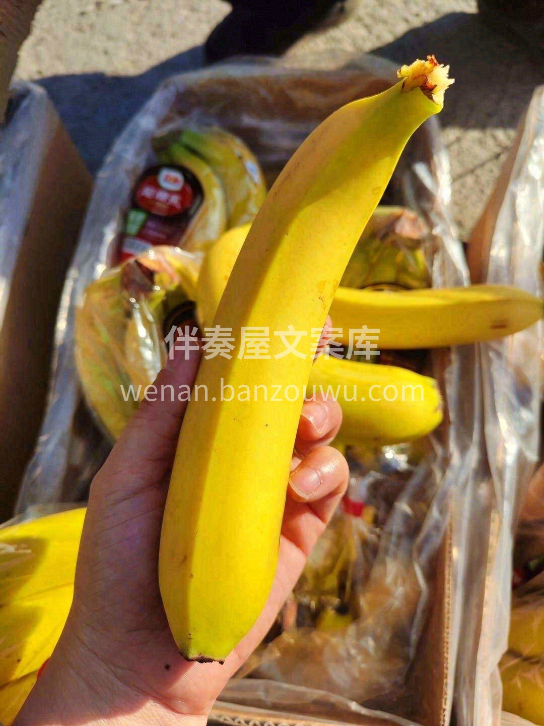 小身材大能量💪，一个好香蕉🍌，来自都乐造 配图2
