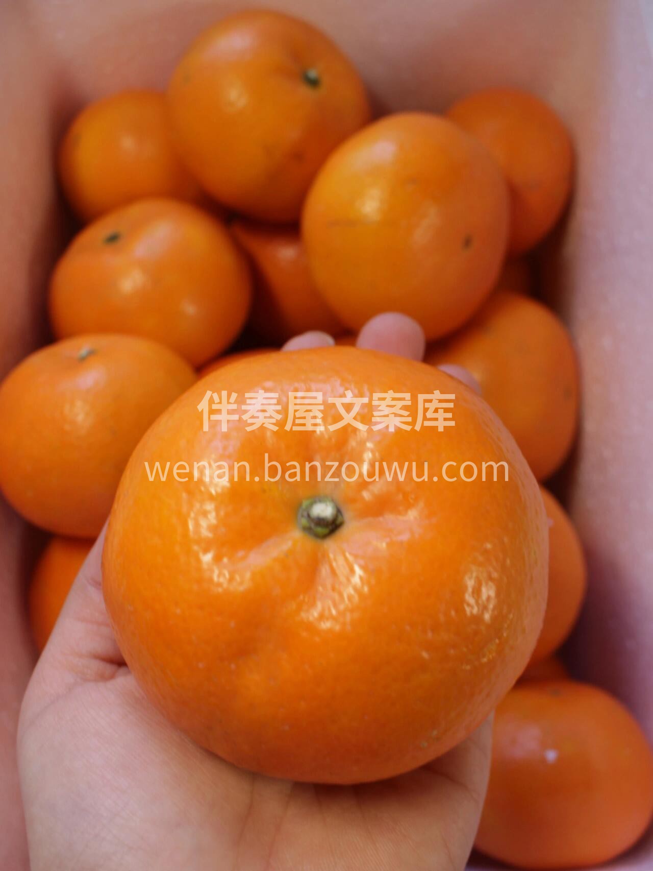 🍊五月沃柑，香甜一整个爆开！ 果皮薄好剥 配图3