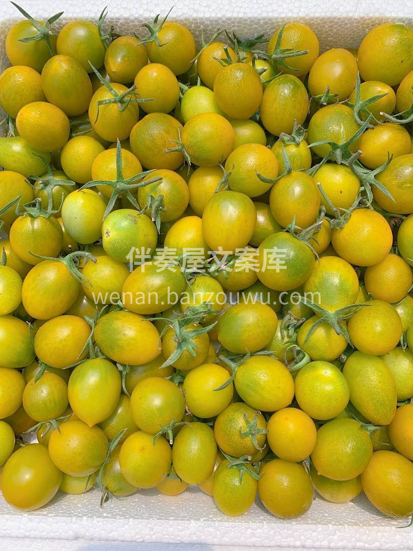 这个品种的小番茄你们吃过吗😊 饱满多汁💦 配图3