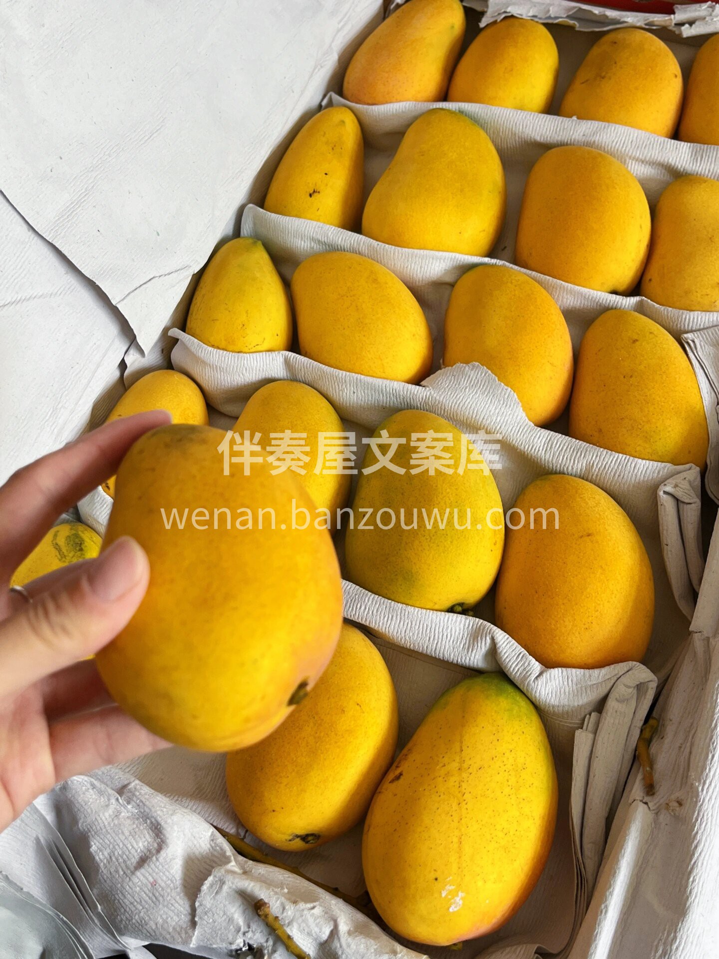 💛海南小台芒🥭 萌翻舌尖的“小黄人”😋  配图2