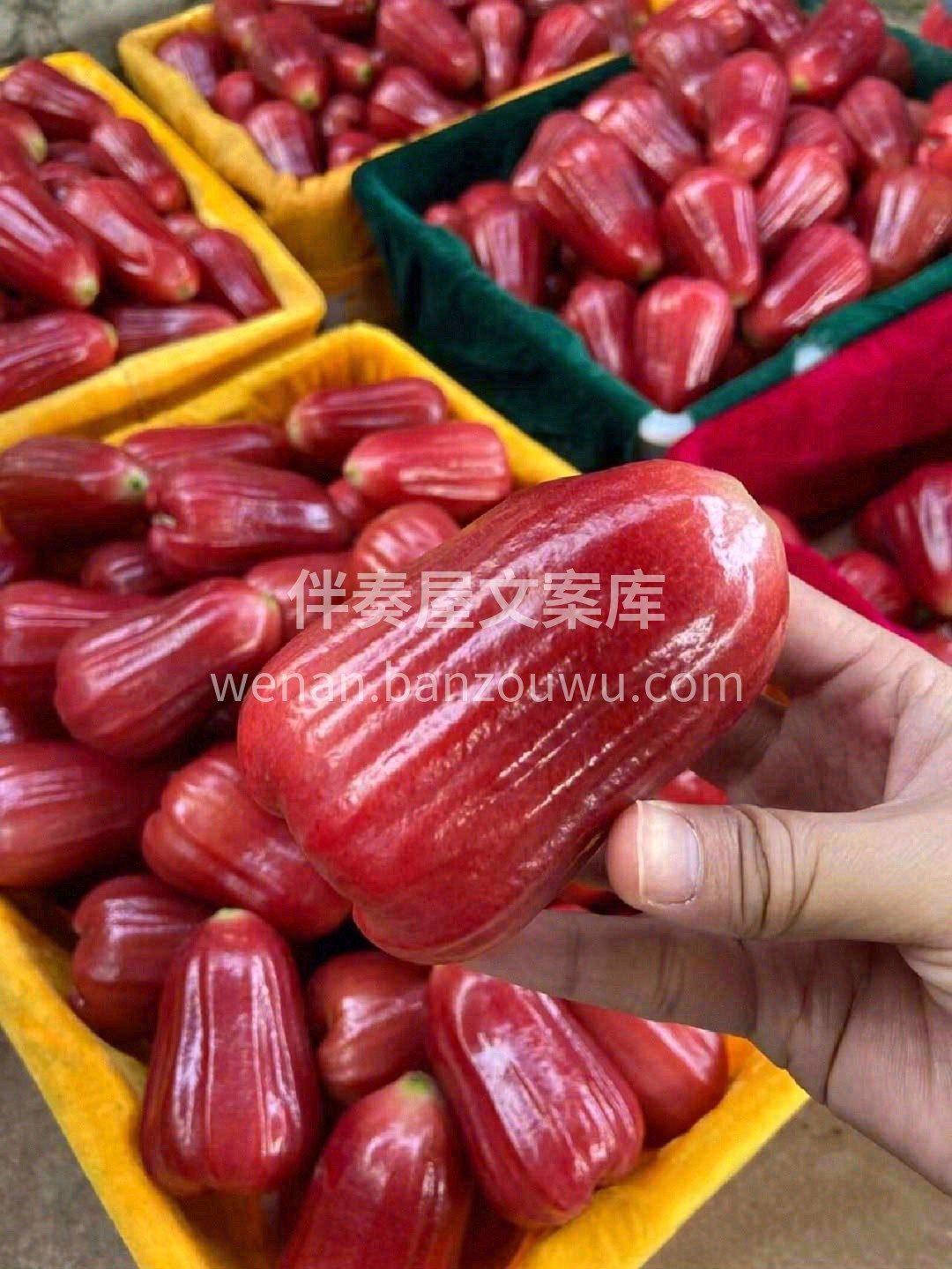 作为热带水果中的一股清流🌸 莲雾从开花到 配图1