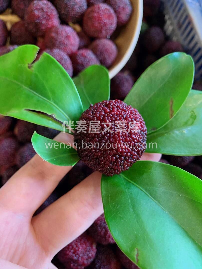 💜东魁杨梅||杨梅界的瑰宝杨梅👍 不似一 配图1