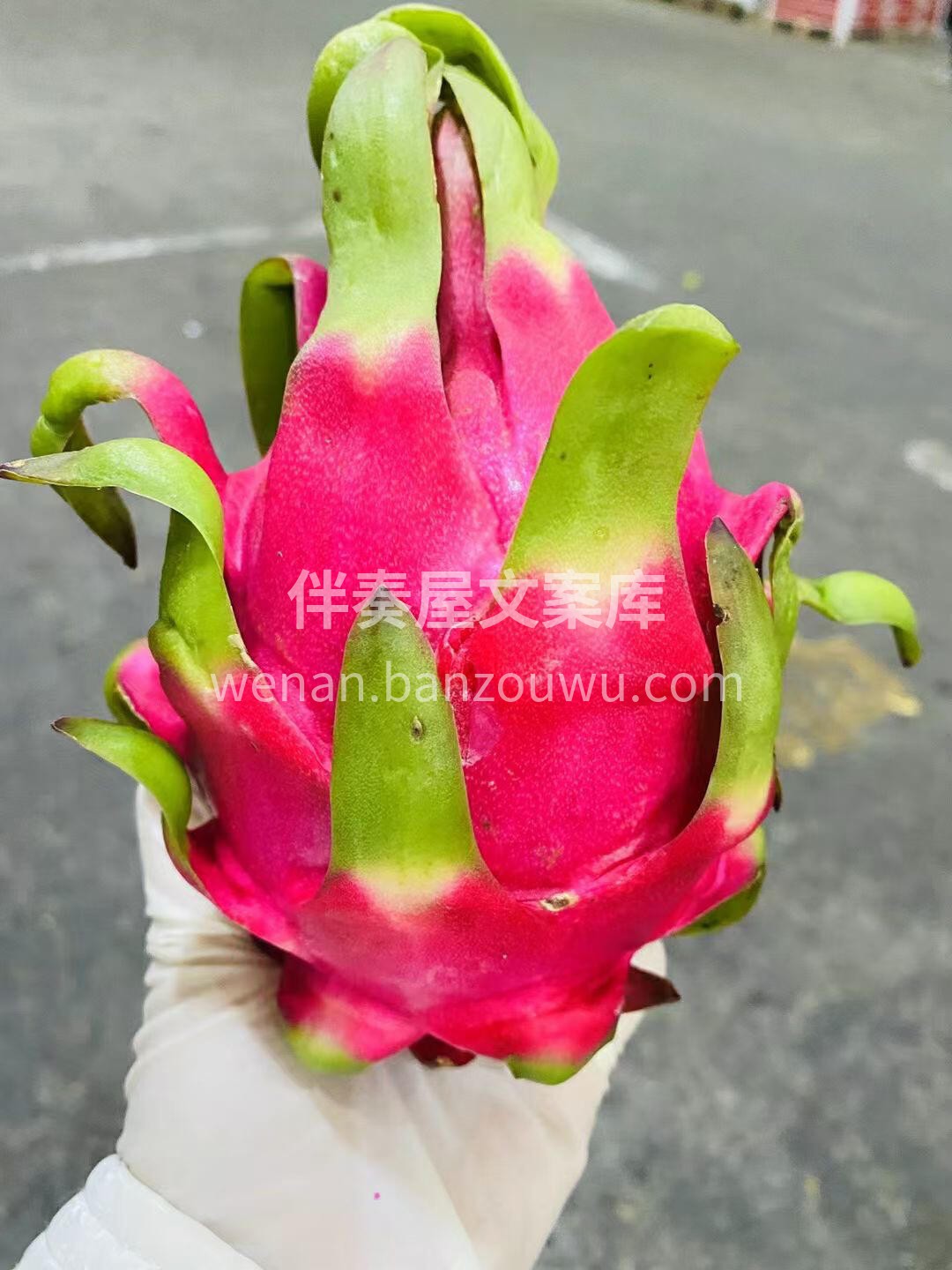 👉充足的阳光和肥沃土壤 让红心火龙果凸现 配图3