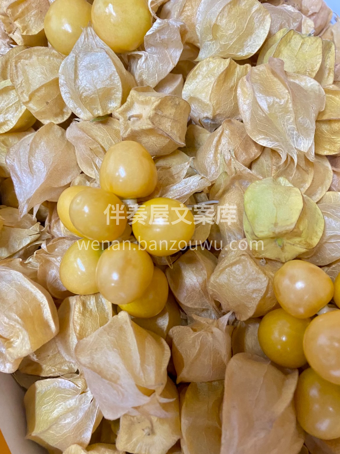 🔥【姑娘果】✅ 这颗裹着“小灯笼”的姑娘 配图2