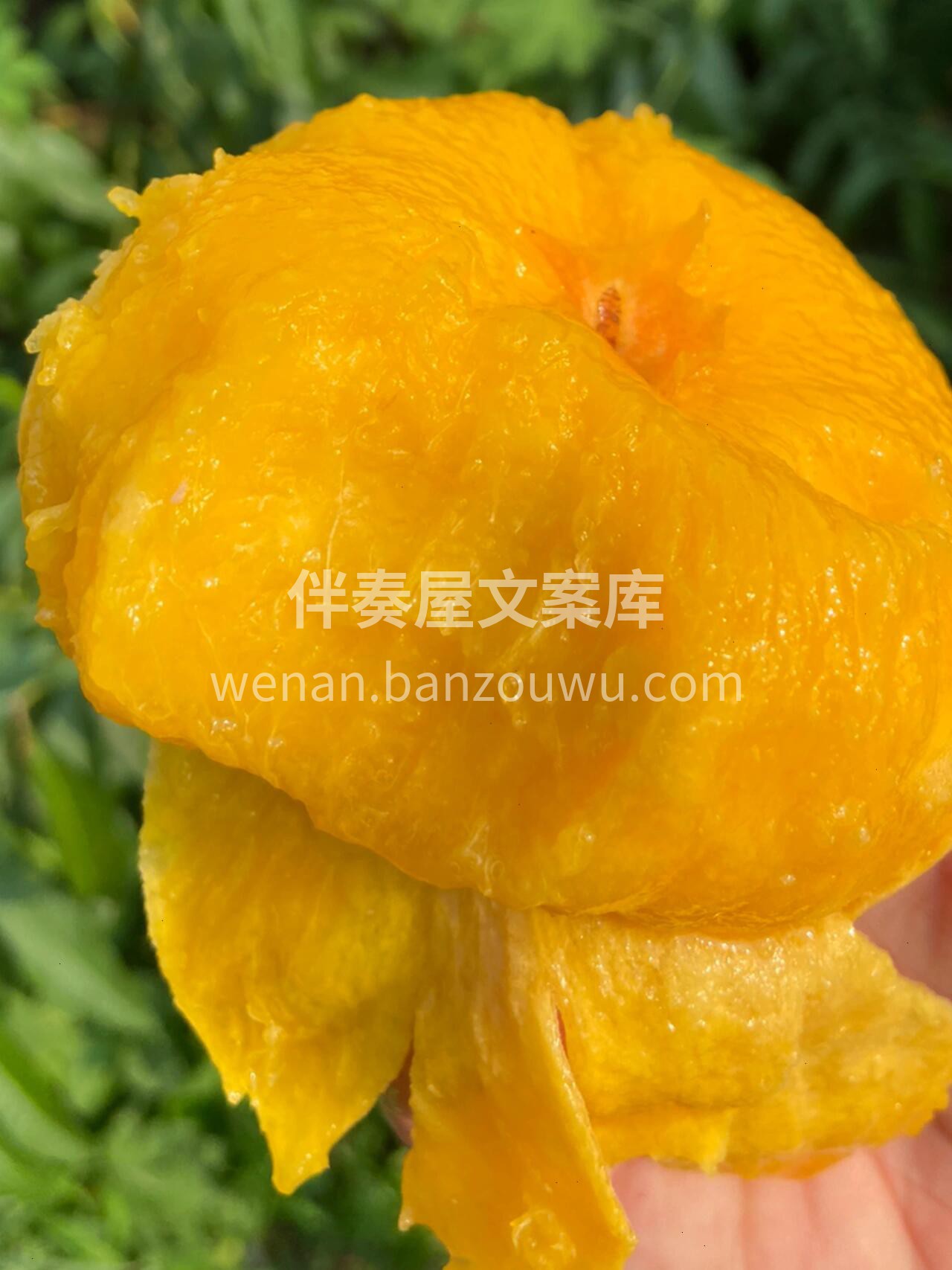 💥新品秒杀🏳️‍🌈黄毛蟠桃黄肉不是一般的 配图2