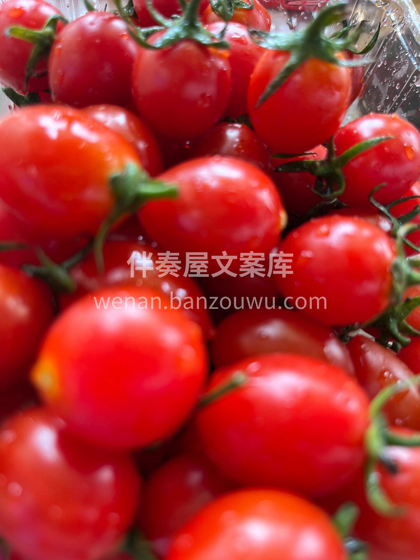 千禧小番茄🍅🍅 “倾一世温柔，献一次爆汁 配图3