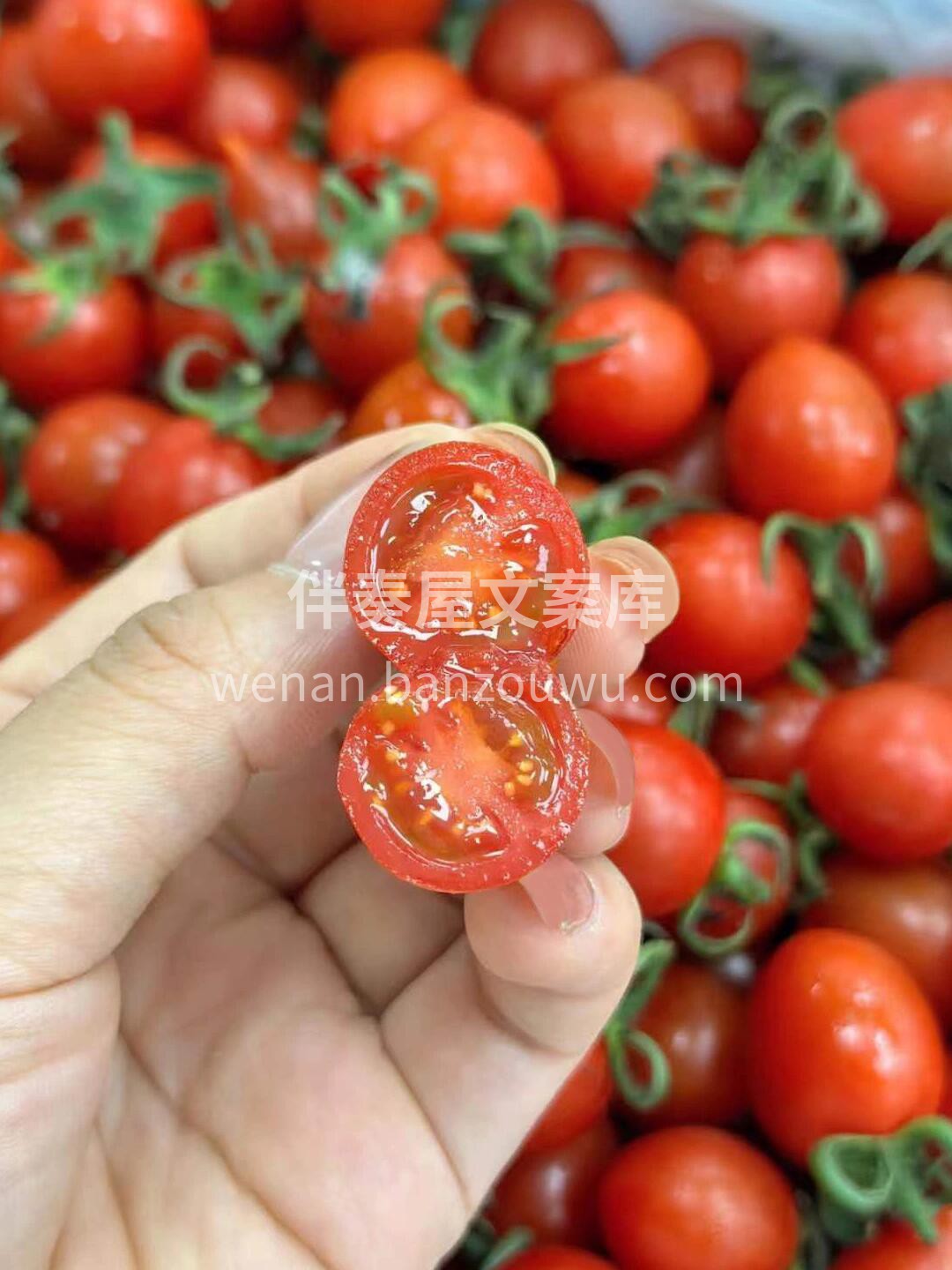 标杆！千禧小番茄的最高等级！ 釜山88小 配图1