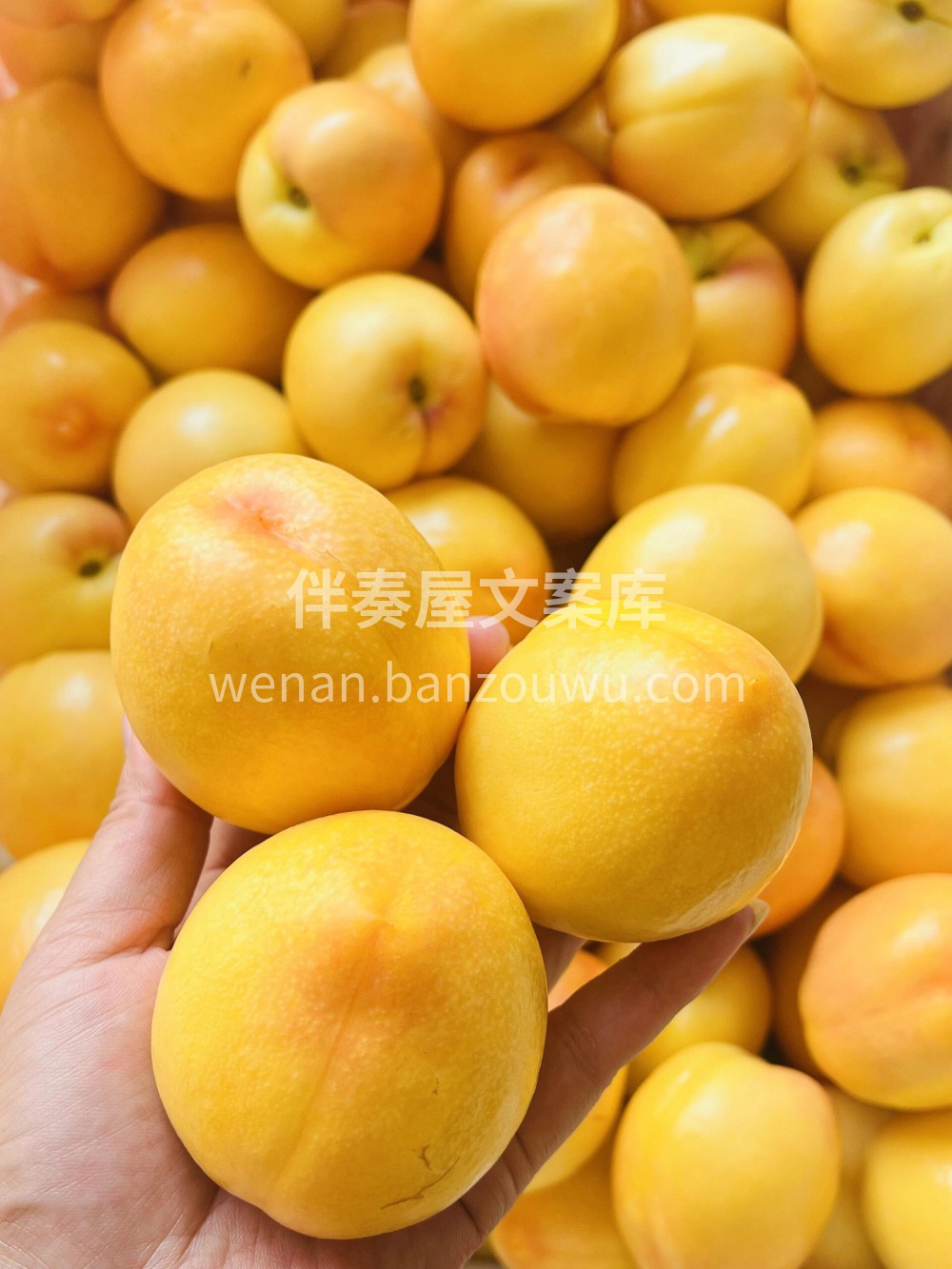 💗尝鲜季！！黄金油桃，甜入心扉的美味🌞炎 配图3