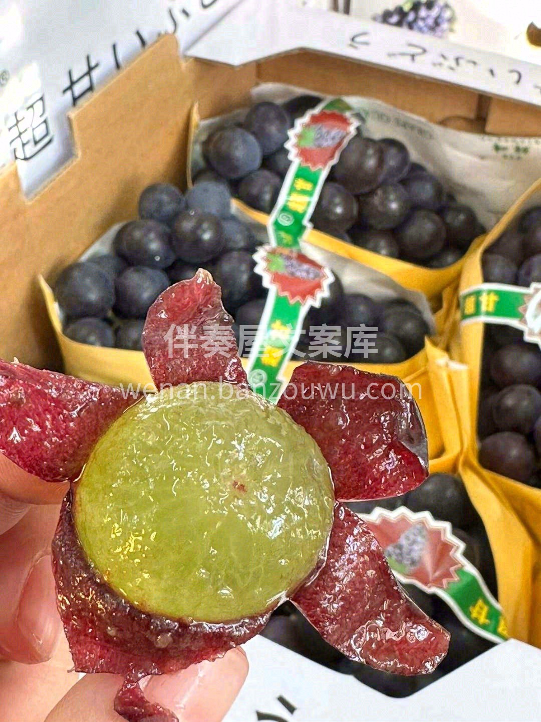春天的巨峰葡萄🍇，着实撩人 圆润饱满，葡 配图2