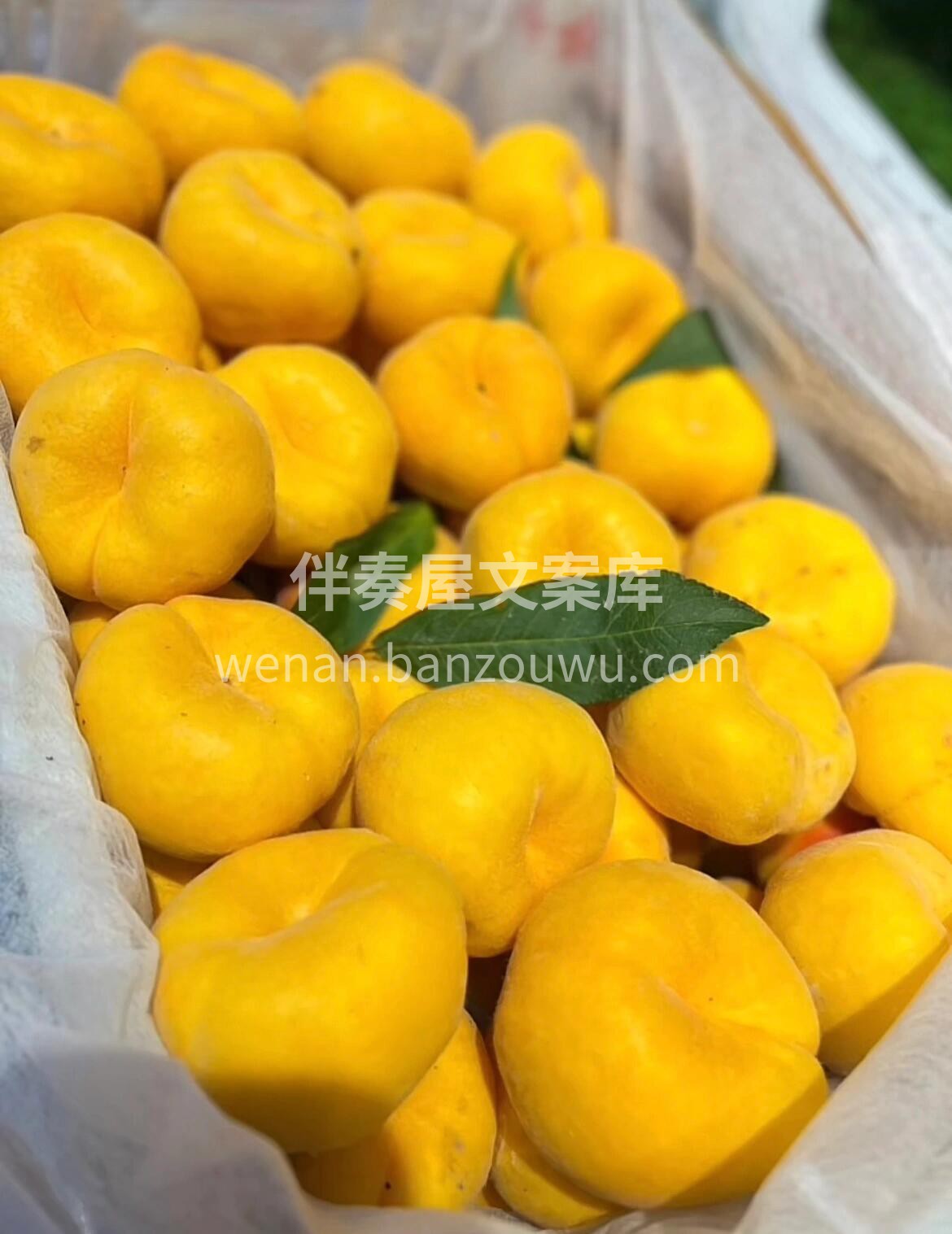 💥新品秒杀🏳️‍🌈黄毛蟠桃黄肉💛不是一般 配图2